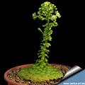 flat-topped aeonium